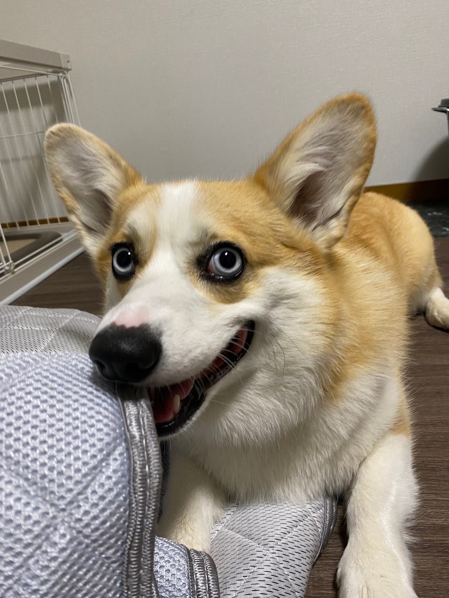 もふもふ謎の生物に 足が生えた 桃じゃないの いたずら大好きな青い目の犬さんに癒やされる人続出 まいどなニュース