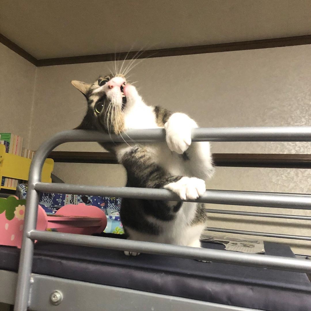 育児放棄され 骨折していた子猫を保護 お家では末っ子気質全開のお嬢様に 気が強いのに獣医さんは苦手 まいどなニュース