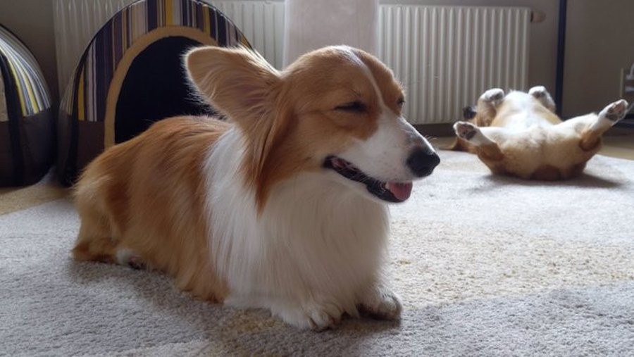 そっちが起きるの ヘソ天寝の犬をかまって攻撃する猫 予想外の顛末に 遠隔操作 三位一体のコントw まいどなニュース
