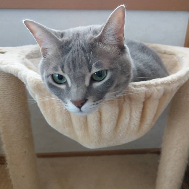 飼い猫だったのに捨てられた子猫 元気いっぱい走りまわっている姿が目にとまり 我が子に まいどなニュース