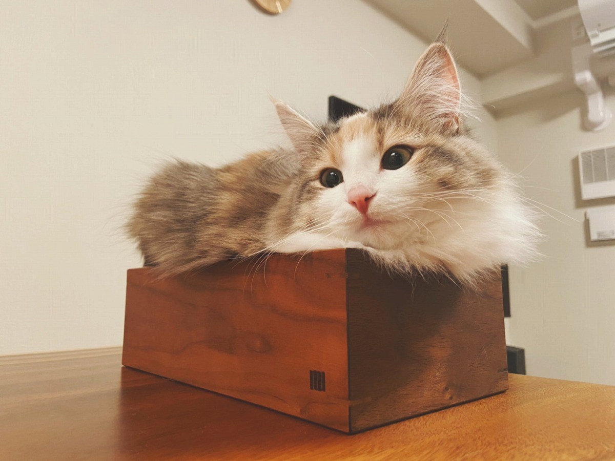 これぞ 箱入り猫 みっちり収まる姿がsnsで人気 飼い主さん 可愛すぎて無限に写真撮ってしまう 笑 まいどなニュース これぞ 箱入り猫 みっちり収まる姿がsnsで人気 飼い主さん 可愛すぎて無限に写真撮ってしまう 笑 まいどなニュース