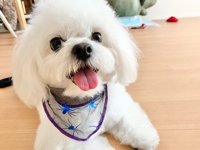 おすわり まて に 気持ちが前のめりな犬 ソワソワ足踏みにネット爆笑 まいどなニュース