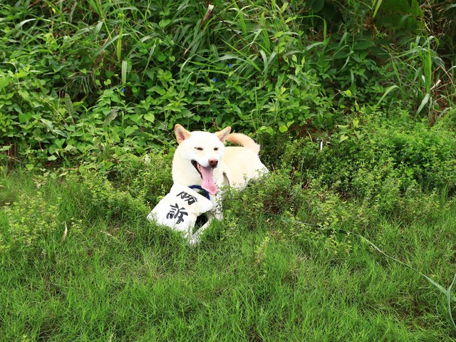勝訴ーッ 判決 をくわえて駆けてくる犬 裁判風おもちゃに大反響 謎の多幸感 かわいいは正義 まいどなニュース