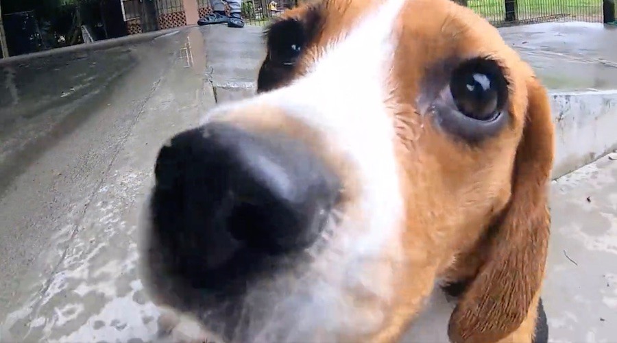 犬 ちょちょっ あなた飼い主さん プールに浸かる犬に驚き 飼い主に詰め寄る犬さん 飼い主同士で爆笑 まいどなニュース 犬 ちょちょっ あなた飼い主さん プールに浸かる犬に驚き 飼い主に詰め寄る犬さん 飼い主同士で爆笑 まいどなニュース