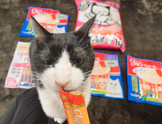 見事な 鼻ちょうちん で昼寝する猫が話題 芸術的 ベストショットイイね まいどなニュース