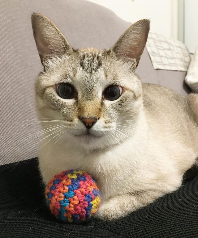 いつか膝の上に乗ってほしい 視力が悪い猫 人に警戒心が強いが 尚更愛おしい まいどなニュース いつか膝の上に乗ってほしい 視力が悪い猫 人に警戒心が強いが 尚更愛おしい まいどなニュース