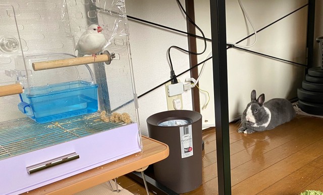 怖くて 足がブルブルするウサギが話題 電動のぬいぐるみ 爪切り よく頑張ったね まいどなニュース