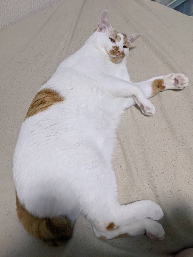 猫さんのしょぼぼ顔に爆笑 管理会社 飼ってる猫の写真を出して 悩む飼い主snsでどれがいい ダントツ1位のお顔は まいどなニュース