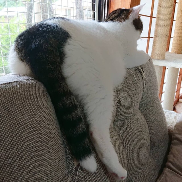 野良の母猫が置き去りにした子猫、ひどい猫風邪をひいていたがみるみる 