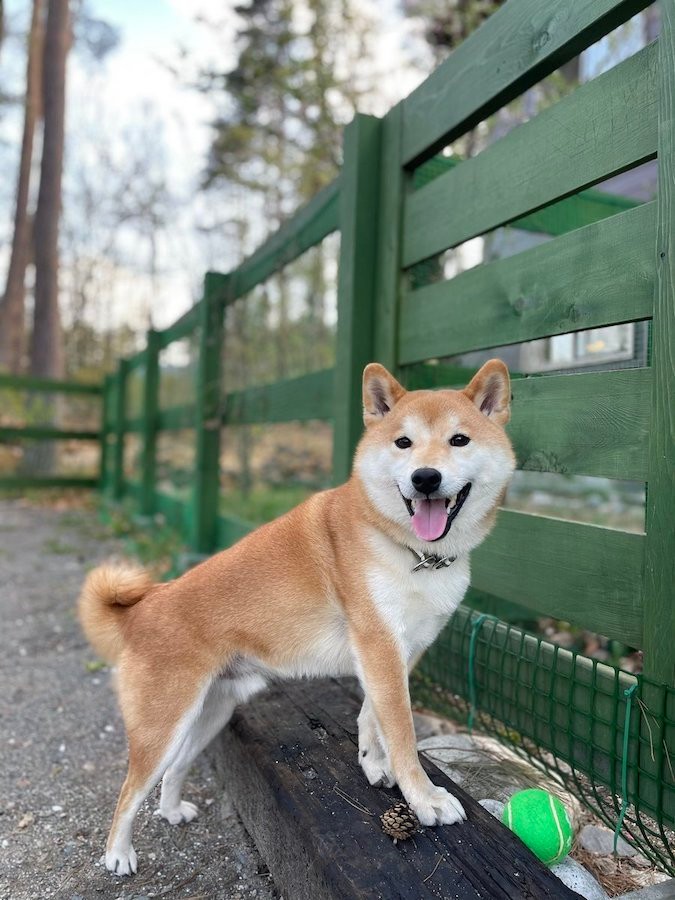犬は 優しさのかたまり 高齢の母に合わせてゆっくり歩く柴犬が話題 普段とは別犬 涙がとまらない だから大好き まいどなニュース