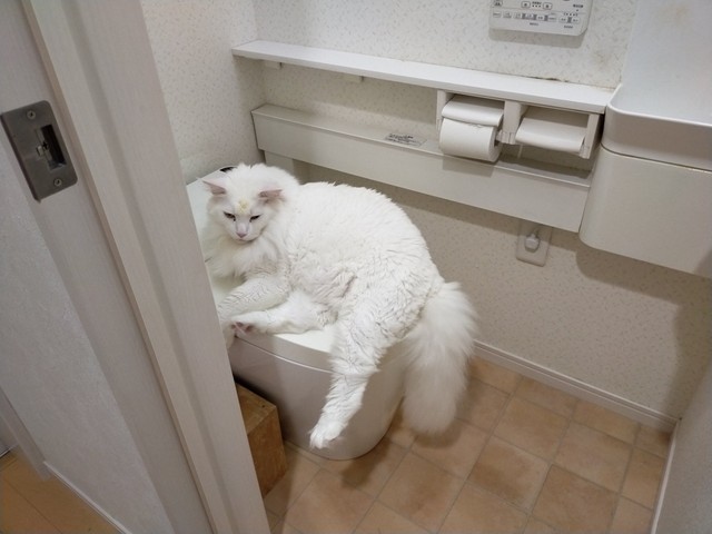トイレを占領する猫 おしっこ漏れそう どいて 奮闘する3歳児に かわいすぎるふたりw まいどなニュース