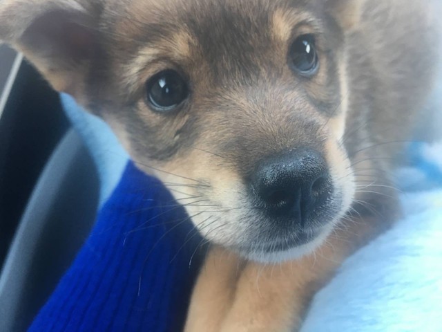 保護犬がデイサービスの 癒し犬 に 足元にそっと寄り添うと高齢者の気持ちに驚くべき変化 まいどなニュース 保護犬がデイサービスの 癒し犬 に 足元にそっと寄り添うと高齢者の気持ちに驚くべき変化 まいどなニュース