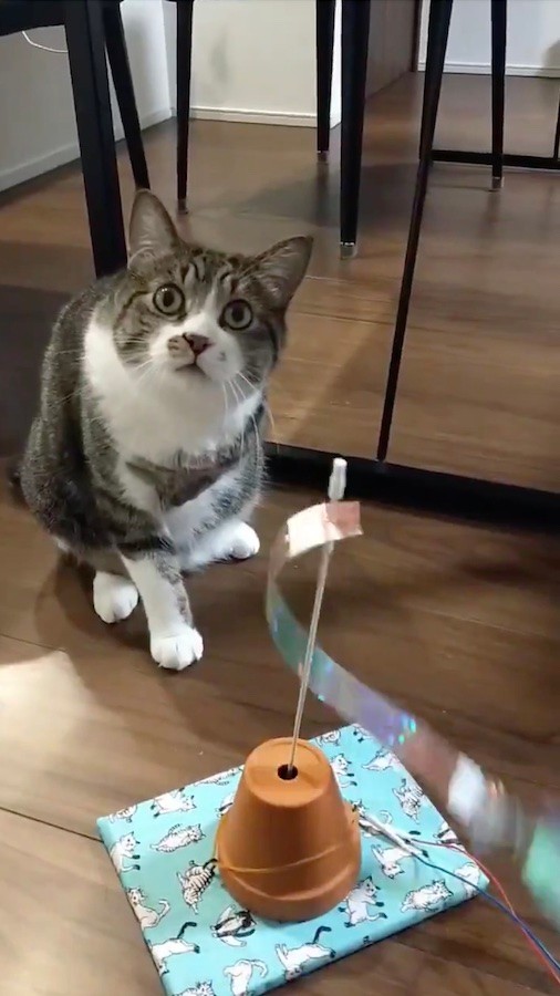 息子が作った夏休みの工作 猫のおもちゃ を完無視 固まる猫に爆笑 よく出来た猫のぬいぐるみですね まいどなニュース