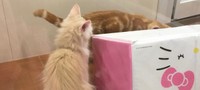 猫によくある病気u2026歯肉口内炎 ついに3日間何も食べれなくなってしまっ