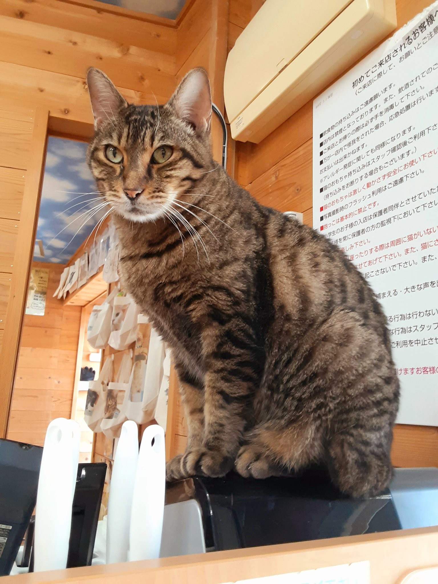 肉球の感触が 並んだ人の背中を渡り歩く猫の動画に驚き 踏まれたい 歩かれたらご利益ありそう まいどなニュース