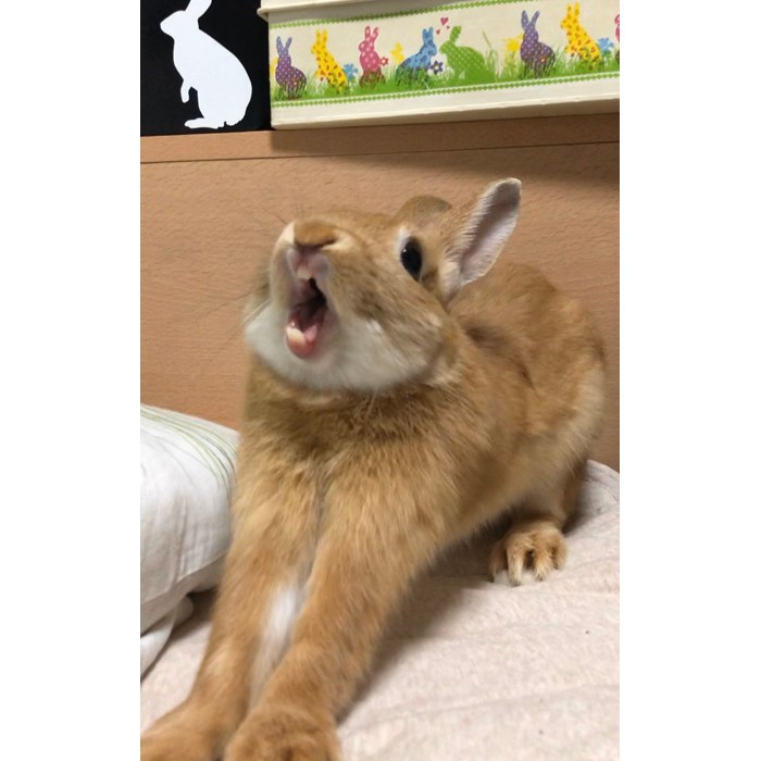 獣医さんに 丸っこいフォルムなだけ って言われたけど ゴロゴロだらだらの怠けうさに おれも丸っこいだけ と共感する人続出 まいどなニュース