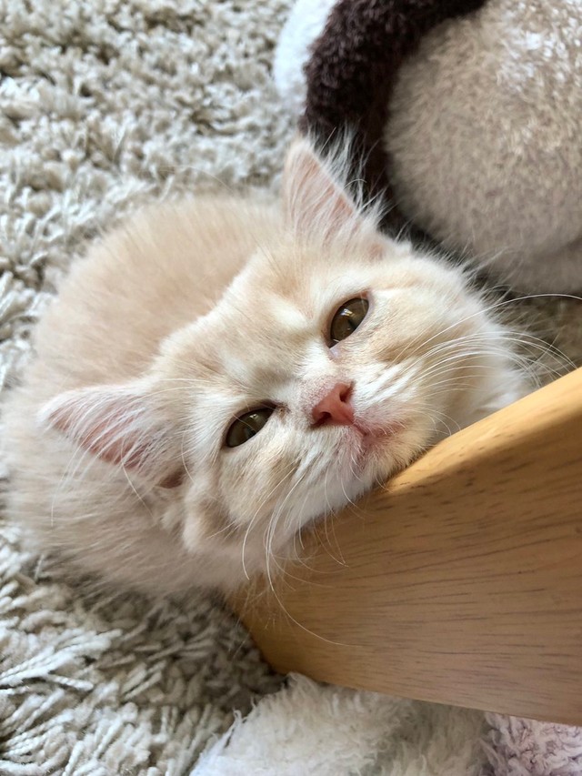 その可愛さは反則 あざとい目つきの猫が話題 作業に集中できません と投稿 この後どうした まいどなニュース その可愛さは反則 あざとい目つきの猫が話題 作業に集中できません と投稿 この後どうした まいどなニュース