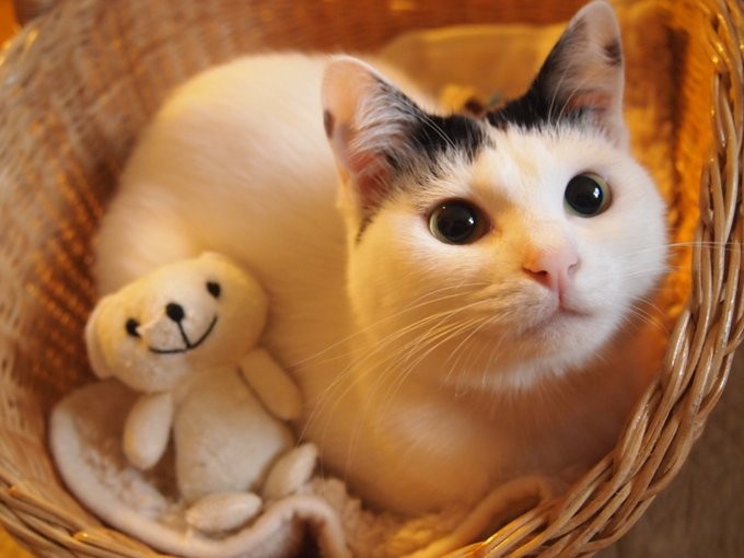 猫の鬼殺隊参上 世界初お遍路結願達成のニャン治郎たち かわいすぎて悶える とフォロワー増殖中 まいどなニュース