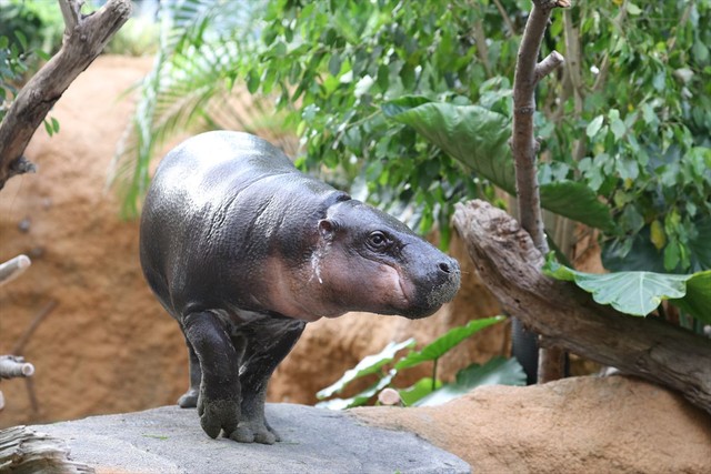 世界三大珍獣 コビトカバの新展示場が完成 希少動物の12歳差婚なるか まいどなニュース