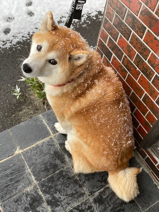 柴犬の飼い主 今月だけでこんなに抜けました 想像以上に抜ける 換毛期地獄 どこにそんな毛が 氷山の一角 まだ抜けます まいどなニュース