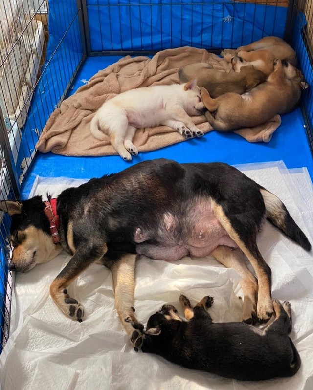 私がいなくなっても犬猫たちを守って 乳がんの女性が治療を中断して 保護シェルター建設に奔走する理由 まいどなニュース