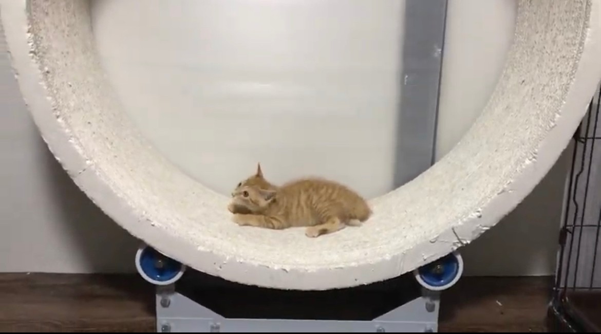 お庭にやってきた天使のような茶トラの子猫 致死率ほぼ100 といわれる病から奇跡の生還 まいどなニュース