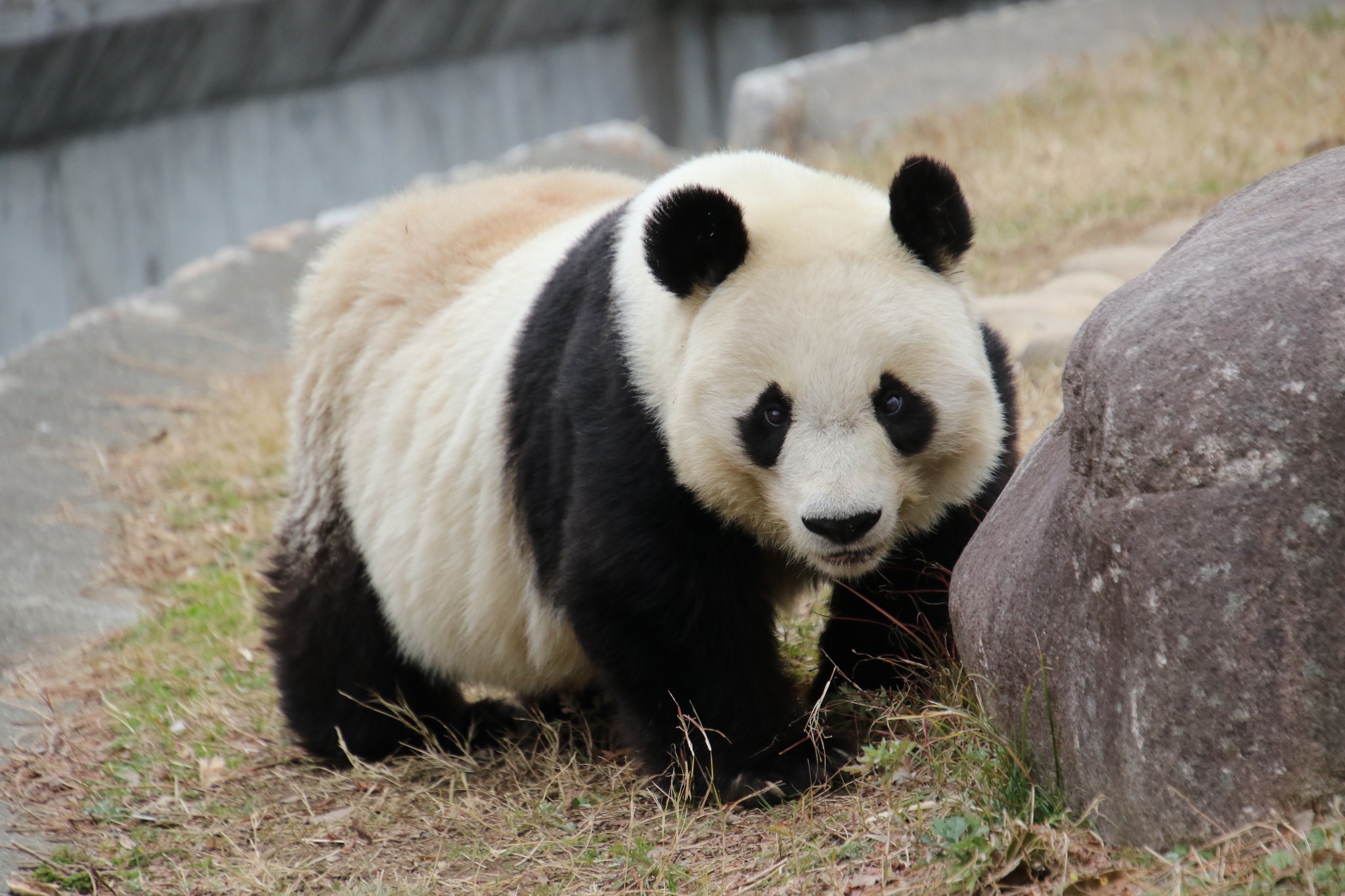 マンモスなんていないから カピバラは近所の川で泳いでないから 動物園の間違い あるある 15連発 A まいどなニュース