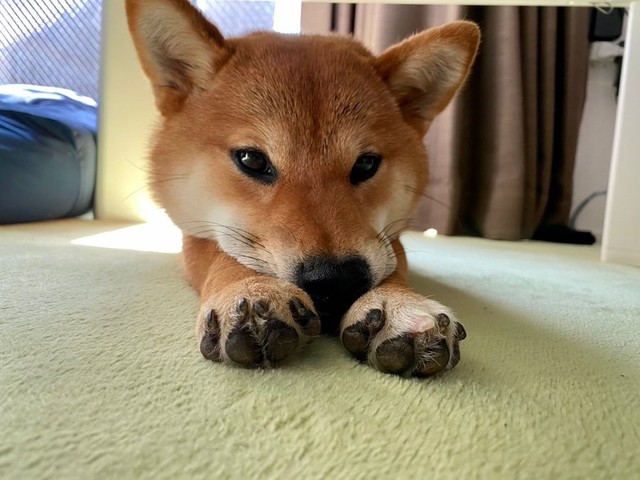 エア犬かきで初プールに挑む柴犬の結末に爆笑 あかん あかーん えっ ほっとしてる まいどなニュース