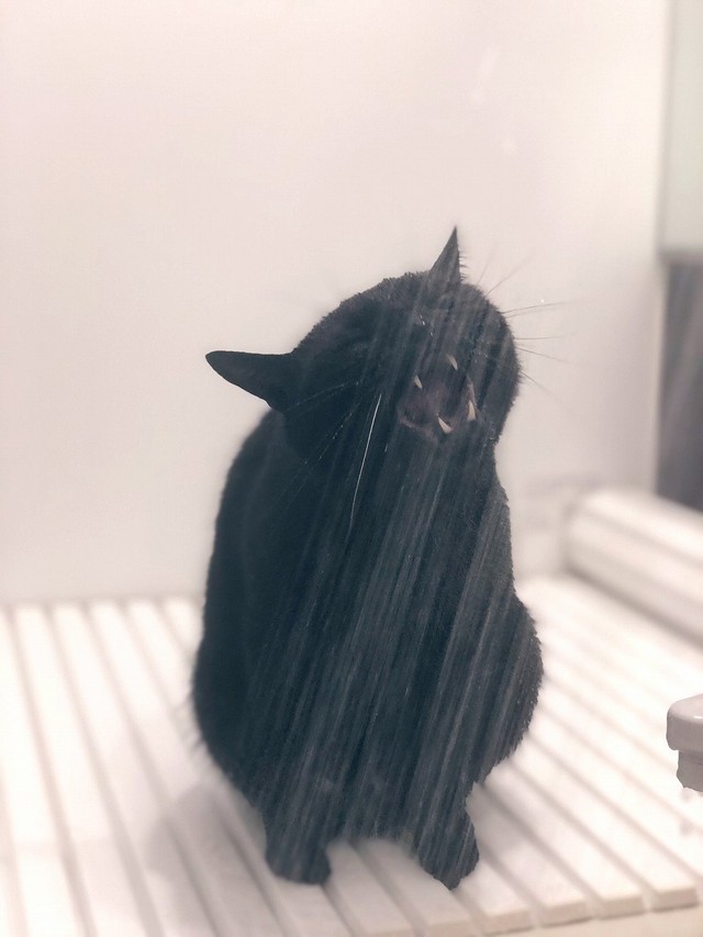 シャワーノ オユノムノスキー1世 参上ニャ シャワーのお湯を飲むのが好きな黒猫さんに大反響 まいどなニュース
