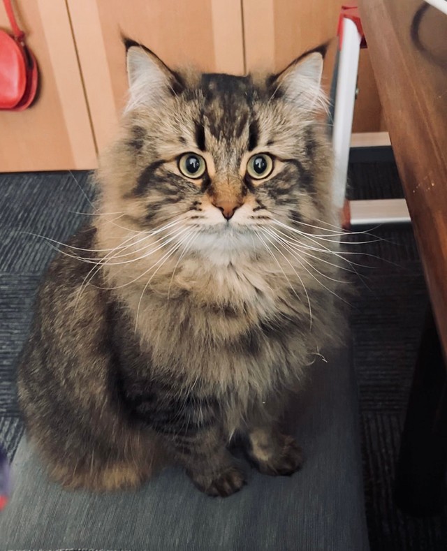 机の上はのっちゃダメ 注意されてジト目になった猫が話題 不満そうなお顔 目は口ほどに物を言う まいどなニュース