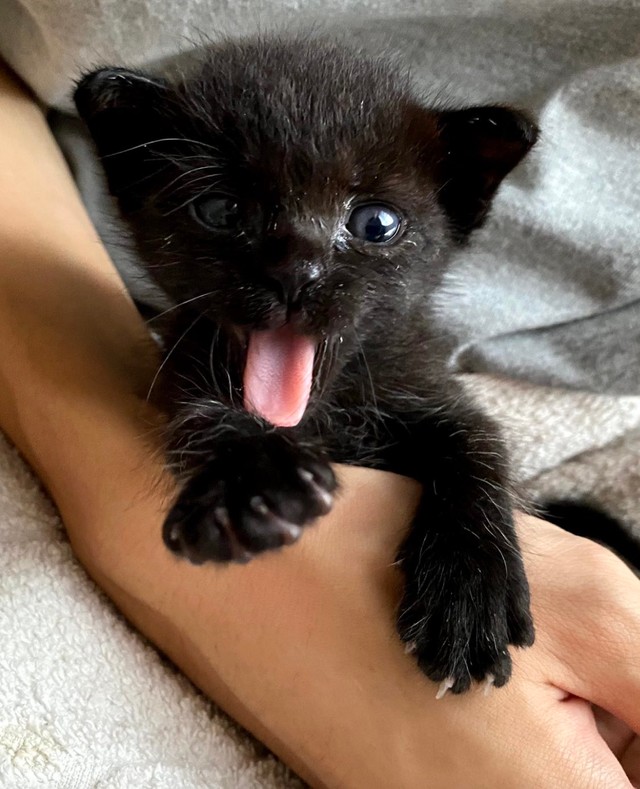 出会いは深夜の田舎道 親とはぐれた生後2週間の子猫から教わったこと 寂しい思いをしている猫や犬を幸せにしたい まいどなニュース 出会いは深夜の田舎道 親とはぐれた生後2週間の子猫から教わったこと 寂しい思いをしている猫や犬を幸せにしたい まいどなニュース