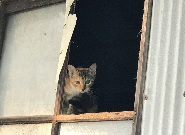 餓死 轢死 凍死 山間部の廃屋に遺棄された数十匹の猫を救え アニマルレスキューが見た凄惨な現場 まいどなニュース 餓死 轢死 凍死 山間部の廃屋に遺棄された数十匹の猫を救え アニマルレスキューが見た凄惨な現場 まいどなニュース