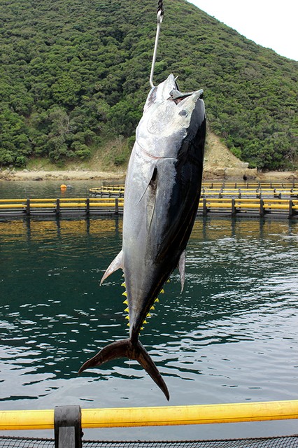 600只近大鲔鱼因台风丧命漂走 损失额达1亿圆