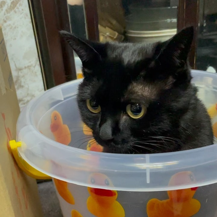 保護施設でもらってきた黒猫の名は、黒いけどミルクちゃん 来て早々に 