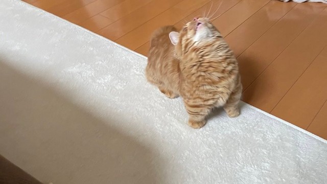 どっしりとしたイナバウアー をキメる猫 金メダル級の可愛さに あんよ短い ニャンメダル と絶賛の声 まいどなニュース