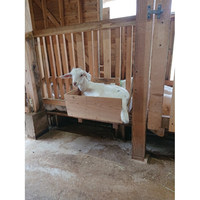 ダレモ シンジナイ お尻に注射で茫然自失 ヤギさんの凹み具合が可愛いと話題 まいどなニュース