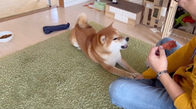 はよホメて 褒められ待ちする柴犬に爆笑 得意技を連発し ドヤ顔でチラ見 最強に可愛い まいどなニュース