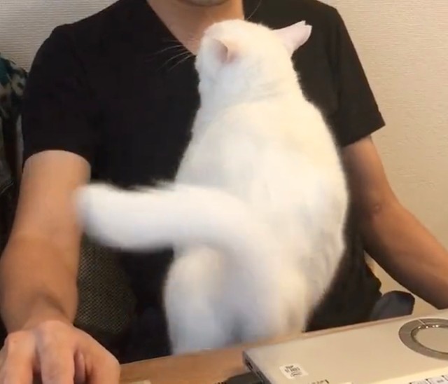ご主人の腕の中に バィ ン と全力で倒れ込む猫さん 信用し切ってる姿に 皆が幸せになれる動画 まいどなニュース