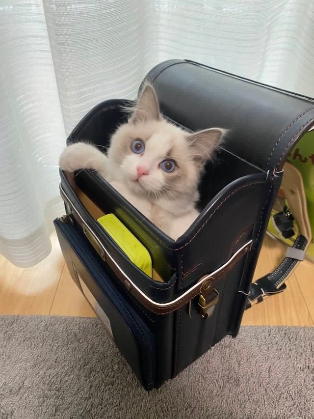 2カ月で メッチャ成長 した子猫 息子と一緒にゲームする姿に 兄弟みたい 変わらず一緒の姿にキュン まいどなニュース