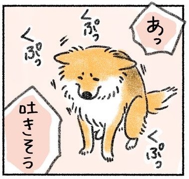 大丈夫 ここに吐いちゃいな 愛犬を案ずる親心は無残にも ゲロキャッチ失敗漫画に飼い主さん泣き笑い あるある わかるわぁ まいどなニュース