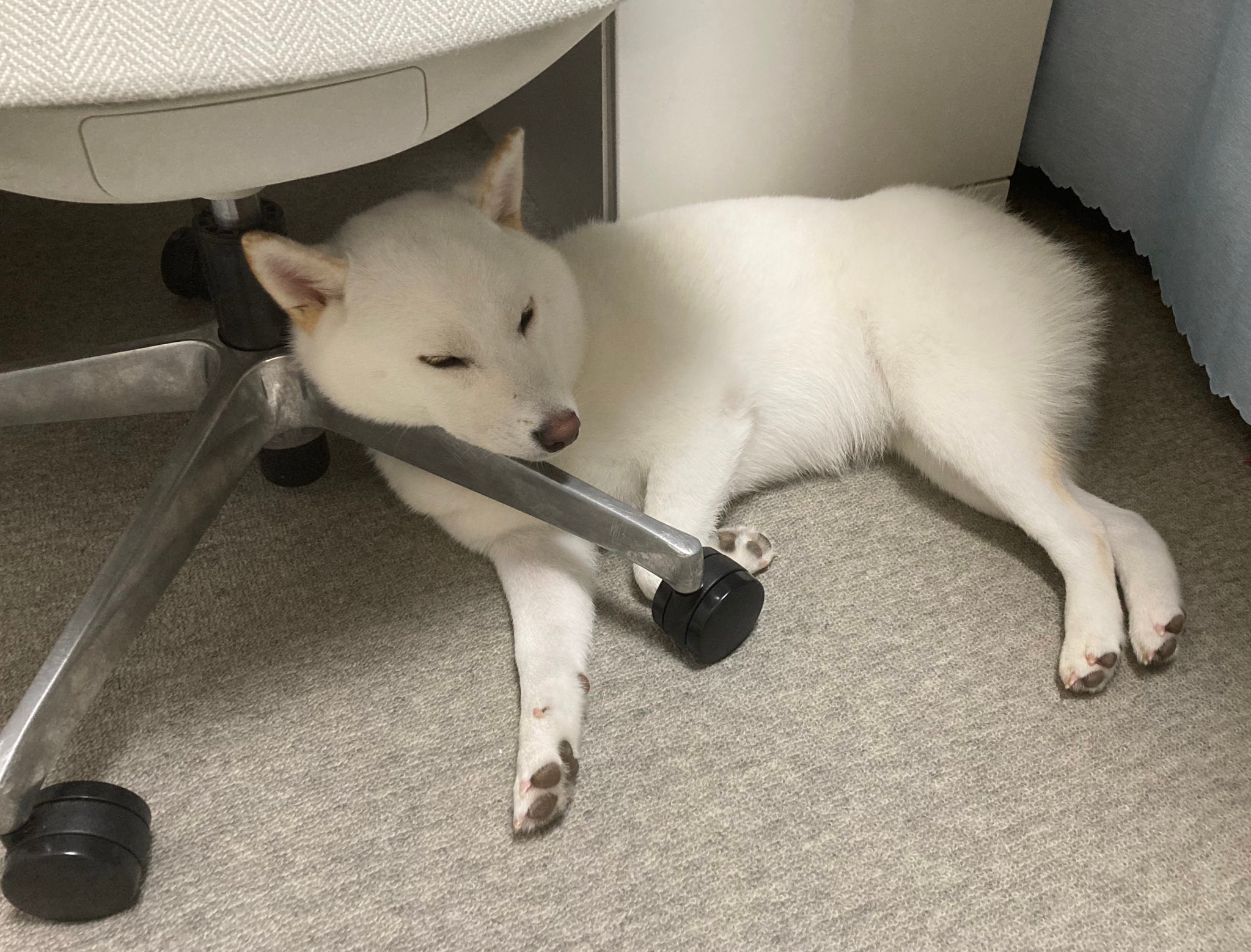 急に振り返ってウインクされたら 惚れてまうやろー たまらんですよ 柴犬さんのお顔にメロメロ まいどなニュース