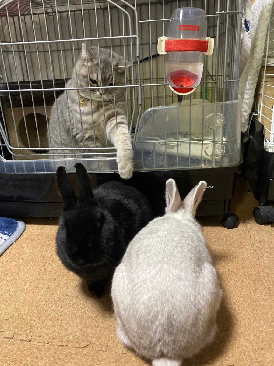 うさぎと猫の 立場逆転 写真が話題 うさぎのクーデター たぶんボディチェンジされた まいどなニュース