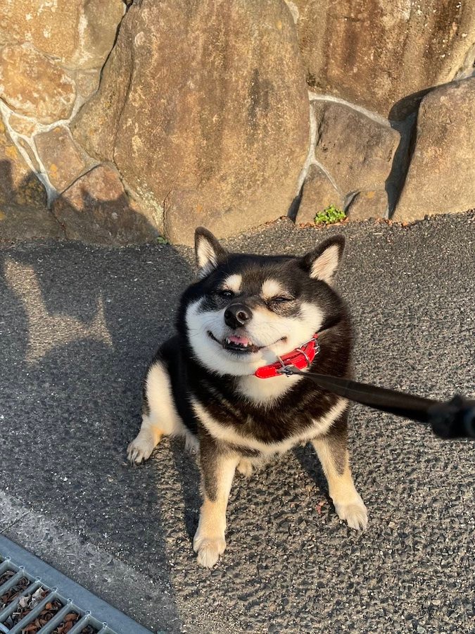 柴犬 散歩した 帰ろ いやいや 庭を出て3歩 でしょ 満点の拒否柴に44万人が爆笑 ムギュッとなった理由を飼い主に聞いた まいどなニュース