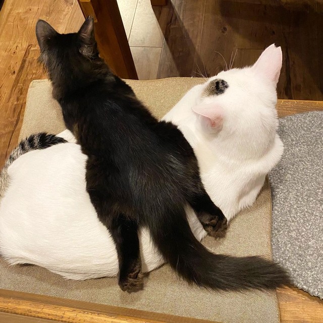 動物病院に来た子猫は亡くした黒猫にそっくり ふわふわの毛でたぬきみたい 預かったら情が移り我が子に まいどなニュース