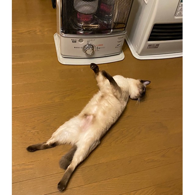 猫さんたちの ストーブつけてニャ の圧がすごい つけたり消したり無限ループの４コマ画像が話題 まいどなニュース