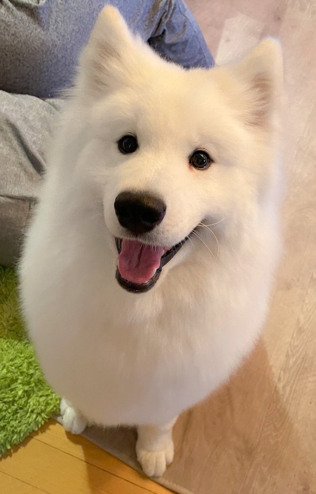 犬を撫でる ニコニコ 手を止める 真顔 激変するお顔が話題 2歳にして体重28キロ とてつもない甘えん坊 まいどなニュース