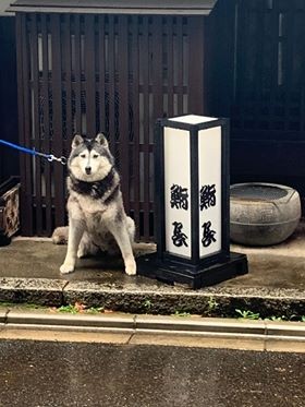 築100年の京町家にしっとり馴染むハスキー犬 割烹宿を営むご夫婦に迎えられ 余命3カ月 を覆した元保護犬 まいどなニュース