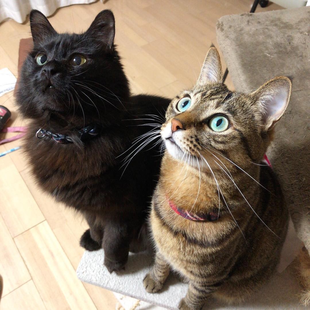 多頭飼育崩壊の現場から救出された黒猫の子猫 女性ばかりの家に 旦那さん待望の 男仲間 現る まいどなニュース