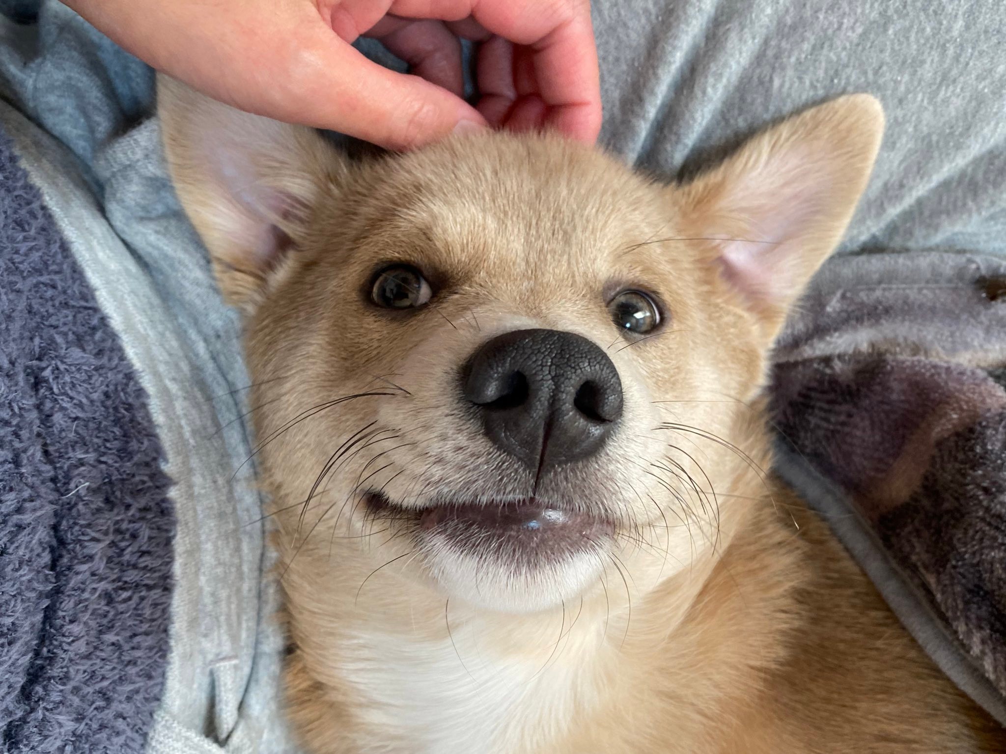 うちの犬は天才 オジサンみたいな座り方するけど 人間顔負けの姿に 中は人 チャックついてる まいどなニュース