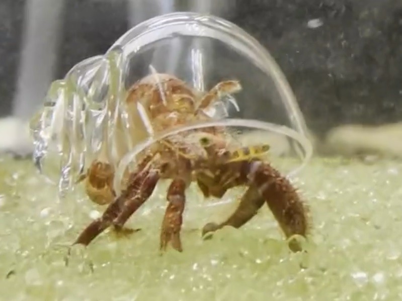 こうなっていたのか ヤドカリ スケルトン殻で 中身 が丸見え 水族館の紹介動画が大反響 まいどなニュース